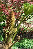 GUNNERA MANICATA WITH ACERS