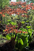 BACKLIT ACER WITH GUNNERA MANICATA