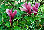 MAGNOLIA LILIIFLORA NIGRA