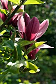 MAGNOLIA LILIIFLORA NIGRA