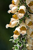 DIGITALIS FERRUGINEA