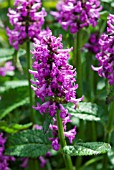 STACHYS OFFICINALIS HUMMELO