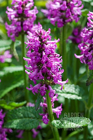 STACHYS_OFFICINALIS_HUMMELO