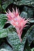 URN PLANT   AECHMEA FASCIATA