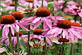 ECHINACEA PURPUREA RUBINGLOW