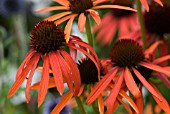 ECHINACEA ARTS PRIDE