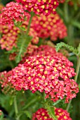 ACHILLEA MILLEFOLIUM PAPRIKA