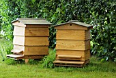 BEE HIVES