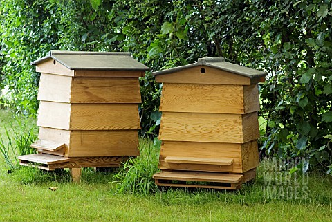 BEE_HIVES