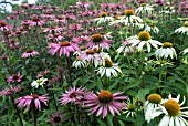 ECHINACEA PURPUREA