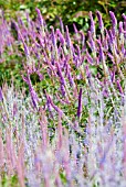 VERONICASTRUM VIRGINICUM FACINATION