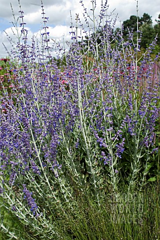 PEROVSKIA_ATRIPLICIFOLIA_LITTLE_SPIRE