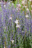 PEROVSKIA COMBINED WITH GAURA