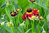 HELENIUM