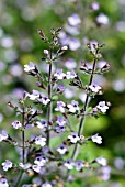 CALAMINTHA NEPETA SUBSP. NEPETA BLUE CLOUD