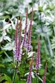 VERONICASTRUM VIRGINICUM FACINATION