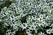 ERYNGIUM GIGANTEUM SILVER GHOST