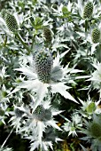 ERYNGIUM GIGANTEUM SILVER GHOST