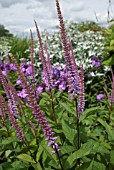 VERONICASTRUM VIRGINICUM FASCINATION