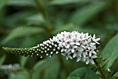 LYSIMACHIA CLETHROIDES