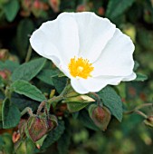 CISTUS x HYBRIDUS, (SYN. CISTUS x CORBARIENSIS)