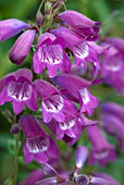 PENSTEMON SOUR GRAPES