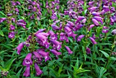 PENSTEMON SOUR GRAPES