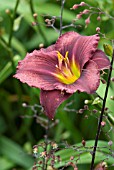 HEMEROCALLIS LITTLE GRAPETTE