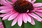 ECHINACEA PURPUREA KIMS KNEE HIGH