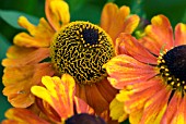 HELENIUM SAHINS EARLY FLOWERER