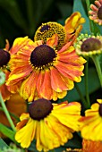 HELENIUM SAHINS EARLY FLOWERER