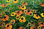 HELENIUM SAHINS EARLY FLOWERER