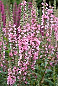 LYTHRUM SALICARIA BLUSH