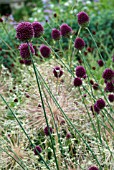 ALLIUM SPHAEROCEPHALON WITH SEEDHEADS OF ALLIUM CHRISTOPHII