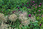 ALLIUM CHRISTOPHII SEEDHEADS WITH ALLIUM SPHAEROCEPHALON