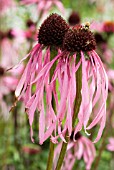 BEE AND CRAB SPIDER ON ECHINACEA PURPUREA