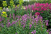 COMBINATION PLANTING SUMMER BORDER