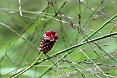 PERSICARIA AMPLEXICAELIS WITH CALAMAGROSTIS