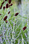 PEROVSKIA ATRIPLICIFOLIA LITTLE SPIRE WITH PERSICARIA