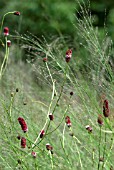 PERSICARIA AMPLEXICAELIS FIREDANCE WITH CALAMAGROSTIS