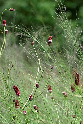 PERSICARIA_AMPLEXICAELIS_FIREDANCE_WITH_CALAMAGROSTIS