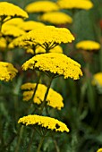 ACHILLEA FILIPENDULINA PARKERS VARIETY