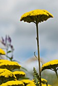 ACHILLEA FILIPENDULINA PARKERS VARIETY