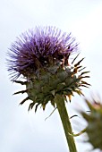 CYNARA CARDUNCULUS