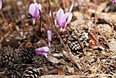 CYCLAMEN HEDERIFOLIUM