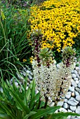 COMBINATION PLANTING EUCOMIS AND RUDBECKIA