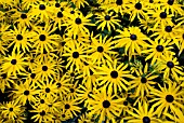 RUDBECKIA FULGIADA VAR. SULLIVANTII GOLDSTURM