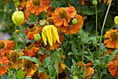 CLEMATIS HELIOS WITH HELENIUM