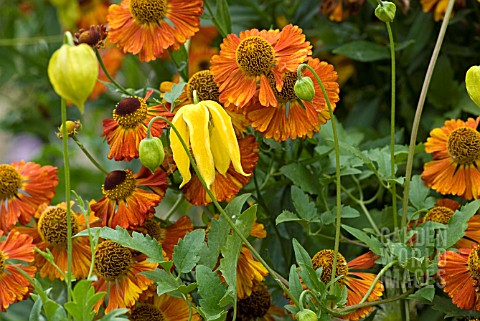 CLEMATIS_HELIOS_WITH_HELENIUM