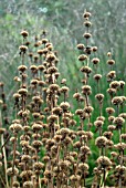 PHLOMIS TUBEROSA SEEDHEADS